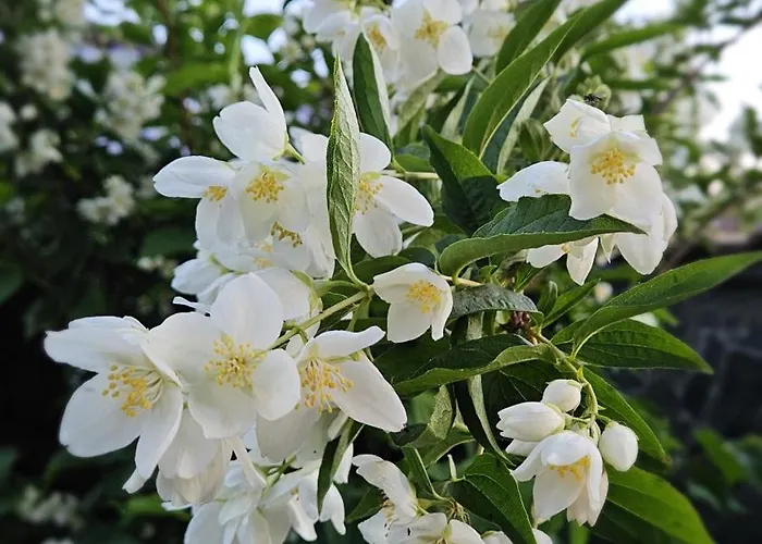 Gæstehus Mugur Două Mai