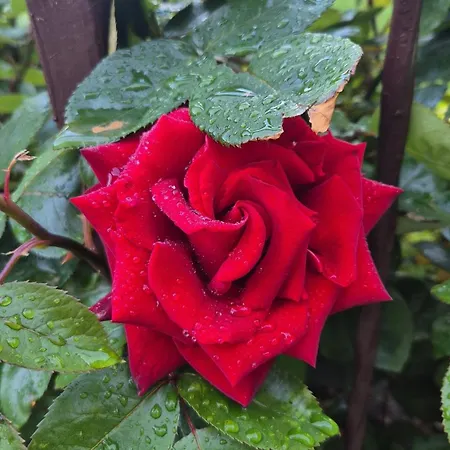 بيت ضيافة Mugur