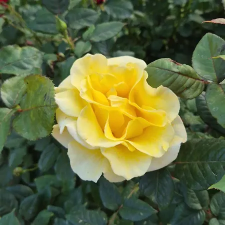 بيت ضيافة Mugur دووا مايْ