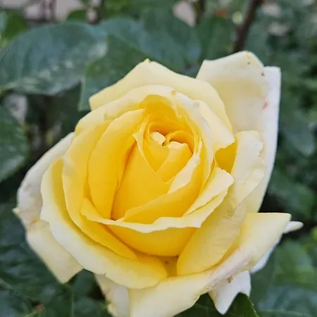 Mugur 4* دووا مايْ