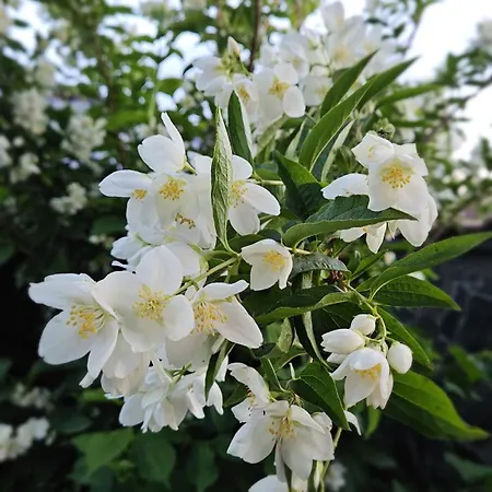 بيت ضيافة Mugur دووا مايْ